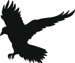 Kraai